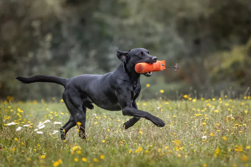 Forest läuft mit einem orangefarbenen Dummy im Fang über eine Wiese